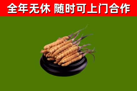 瑞安市烟酒回收冬虫夏草.jpg